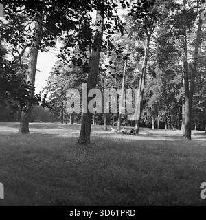 UdSSR, Ukrainische SSR, Slavyanogorsk (Svyatogorsk), 1970er Jahre Eine ruhige Waldlandschaft im Donbass Resort. Das Foto zeigt eine geräumige, von hohen Kiefern und Laubbäumen umsäumte Rodung mit Gras. Sonnenlicht beleuchtet den mittleren Grund und erzeugt einen Kontrast zum schattierten Vordergrund. In der Entfernung ist ein Zaun schwach sichtbar, der die Grenze eines Erholungszentrums oder Parks anzeigt. Dieses Schwarzweißfoto im Archiv zeigt die ruhige Natur des Waldes von Svyatogorsk. Stockfoto