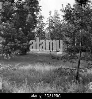 UdSSR, Ukrainische SSR, Slavyanogorsk (Svyatogorsk), 1970er Jahre Ein wunderschöner Blick auf einen Kiefernwald im Donbas Resort. Hohe Kiefern mit strukturierter Rinde umgeben eine grasbewachsene Rodung im Wald und bilden einen natürlichen Korridor. Das Bild fängt die ruhige Atmosphäre des Naturschutzgebietes ein. Diese Gegend war beliebt für Wanderungen, Jagd und Erholung. Dieses Schwarzweiß-Archivfoto dokumentiert die natürliche Schönheit der friedlichen Donbass-Region während der Sowjetzeit. Stockfoto