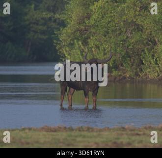 Wasserbüffelbulle mit großen Hörnern, stehend auf flachem Wasser in Weideland. Bubalus arnee migona Yala National Park, Sri Lanka. Stockfoto