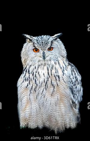 Eulen sind äußerst interessante Vögel, die man beobachten und fotografieren kann. Nahaufnahme der eurasischen Uhu (Bubo bubo), in Europa Uhu genannt. Stockfoto