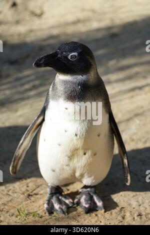 Porträt eines afrikanischen Pinguins. Nahaufnahme des Tieres. Spheniscus demersus. Stockfoto