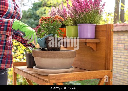 Herbstgartenarbeiten, Blumenpflanzen Stockfoto