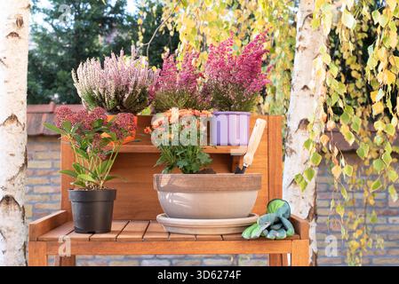 Herbstgartenarbeiten, Blumenpflanzen Stockfoto