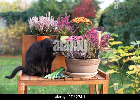 Herbstgartenarbeiten, Blumenpflanzen mit schwarzer Katze Stockfoto