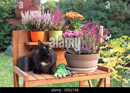 Herbstgartenarbeiten, Blumenpflanzen mit schwarzer Katze Stockfoto