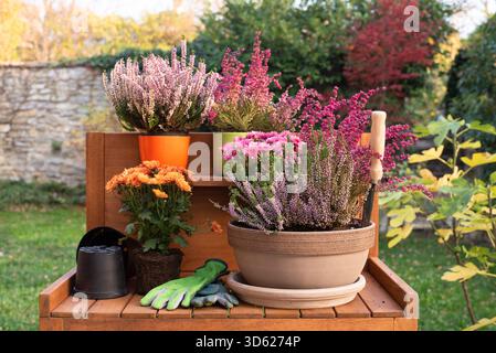 Herbstgartenarbeiten, Blumenpflanzen Stockfoto
