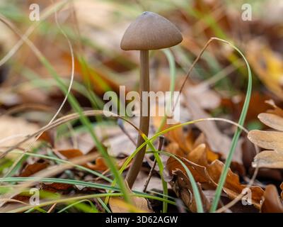 Mycena galericulata, gemeine Haube auf natürlichem Waldgrund. Stockfoto