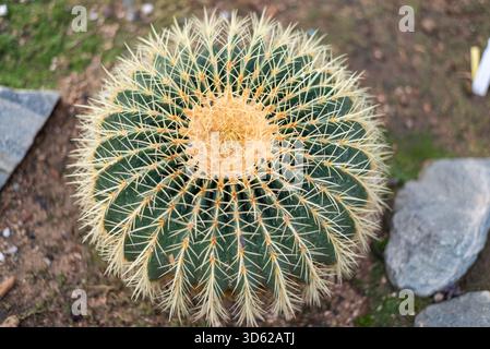 Kroenleinia grusonii, im Volksmund bekannt als der goldene Fasskaktus, goldene Kugel, „Kissen der Schwiegermutter“ oder „Stuhl der Schwiegermutter“ Stockfoto