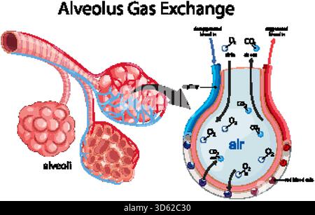 Vektordarstellung des Alveolusgasaustauschprozesses, die die Sauerstoff- und Kohlendioxidbewegung in der Lunge zeigt Stock Vektor