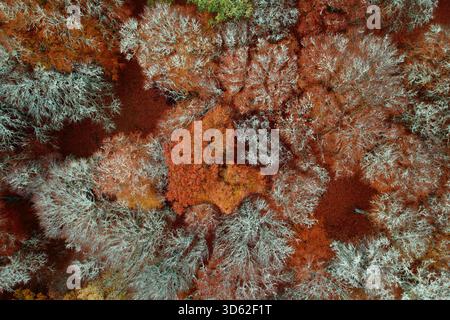 Aus der Vogelperspektive sehen Sie einen Wandteppich aus lebhaften herbstlichen Tönen, der die Landschaft mit feurigen Orangen und gedämpften Weißtönen zwischen den Bäumen, Aviemore, malte Stockfoto