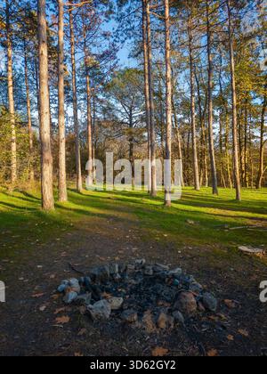 Herbstliche Waldlandschaft mit Sonnenlicht zwischen hohen Bäumen und goldenem Laub im Sonnenuntergang Stockfoto
