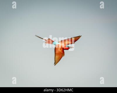 Rothohrige Bienenfresser sind, wie alle Bienenfresser, unglaublich schnell und nicht leicht zu fotografieren. Stockfoto
