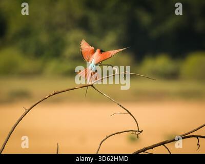 Rothohrige Bienenfresser sind, wie alle Bienenfresser, unglaublich schnell und nicht leicht zu fotografieren. Stockfoto