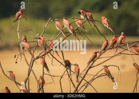 Rothohrige Bienenfresser sind, wie alle Bienenfresser, unglaublich schnell und nicht leicht zu fotografieren. Stockfoto