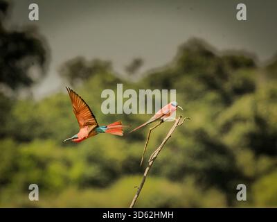 Rothohrige Bienenfresser sind, wie alle Bienenfresser, unglaublich schnell und nicht leicht zu fotografieren. Stockfoto