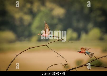 Rothohrige Bienenfresser sind, wie alle Bienenfresser, unglaublich schnell und nicht leicht zu fotografieren. Stockfoto