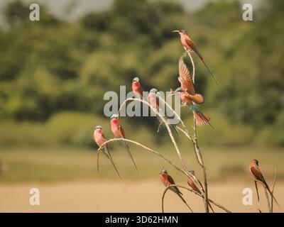 Rothohrige Bienenfresser sind, wie alle Bienenfresser, unglaublich schnell und nicht leicht zu fotografieren. Stockfoto