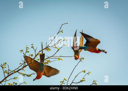 Rothohrige Bienenfresser sind, wie alle Bienenfresser, unglaublich schnell und nicht leicht zu fotografieren. Stockfoto