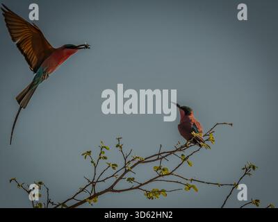 Rothohrige Bienenfresser sind, wie alle Bienenfresser, unglaublich schnell und nicht leicht zu fotografieren. Stockfoto