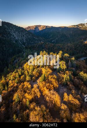 Blick aus der Vogelperspektive auf einen Berg, der mit Bäumen bedeckt ist und leuchtende Herbstfarben zeigt, im Kontrast zu den tiefen Schatten des Tals, Big Bear, Kalifornien, Stockfoto