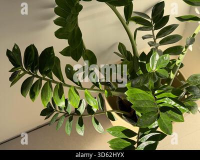 Blick von oben auf eine zamioculcas zamiifolia Pflanze, die ein Zuhause im Topf anbaut Stockfoto
