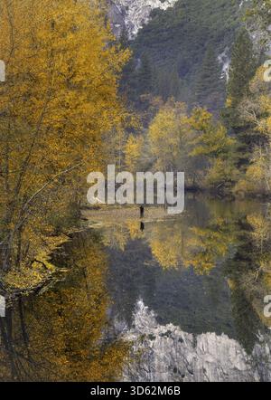 Blick auf goldene Herbstbäume, die sich im stillen Flusswasser spiegeln, wo eine einzelne Figur in ruhiger Besinnung steht, Yosemite Valley, Kalifornien, USA. Stockfoto
