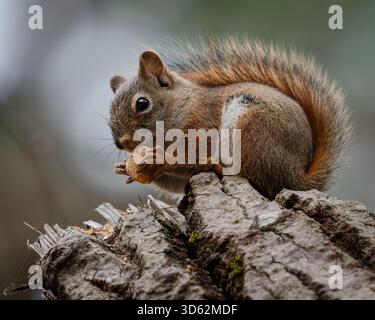 Blick auf ein fokussiertes Eichhörnchen, das auf einem verwitterten Baumstumpf vor einem weichen, verschwommenen Hintergrund eine Nuss isst, White Mountains, New Hampshire, USA. Stockfoto