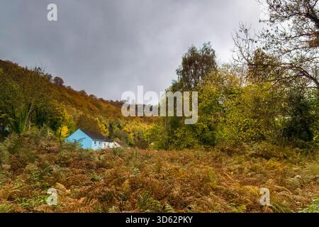 Herbstliche Waldfarben rund um die Clydach Gorge Abergavenny Wales UK. Oktober 2025 Stockfoto