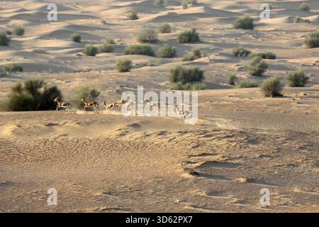 Der Blick auf die arabischen Gazellen, die über den plätschernden goldenen Sand springen, bildet eine Unschärfe der Bewegung gegen die krasse Schönheit der Wüstenlandschaft Dubai Stockfoto