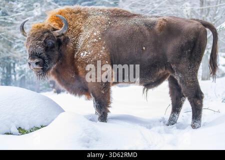 Europäischer Bison, wisent (Bison bonasus), Stier steht auf einer Lichtung im Schnee, Deutschland, Bayern Stockfoto