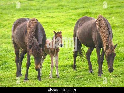 Islandpferd, Islandpferd, Islandpony (Equus przewalskii f. caballus), zwei Stuten mit Fohlen auf einer Weide, Island, West Island, Hoerdurdalur Stockfoto