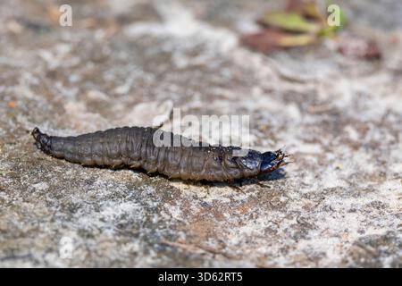 Großer Silberkäfer, großer schwarzer Wasserkäfer, großer Silberkäfer, Tauchwasserkäfer (Hydrophilus piceus, Hydrous piceus), Raupenkrabbeln o Stockfoto