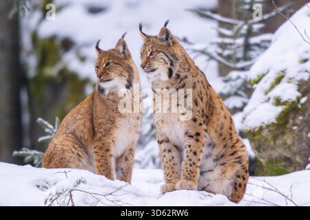 nordlynx (Lynx Lux Lux), zwei Luchse im Winterwald, Deutschland, Bayern Stockfoto