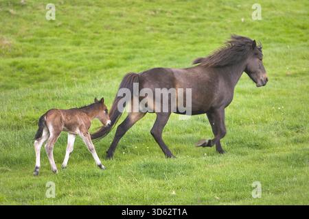 Islandpferd, Islandpferd, Islandpony (Equus przewalskii f. caballus), Trabstute mit Fohlen auf einer Wiese, Island, West Island, Hoerdurdalu Stockfoto