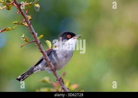 Sardinischer Gratler (Curruca melanocephala, Sylvia melanocephala), männlich sitzend auf einem Mastixbaum, singend, Zypern, Paphos Stockfoto