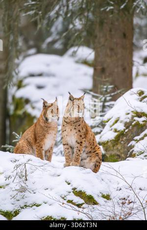 nordlynx (Lynx Lux Lux), zwei Luchse im Winterwald, Deutschland, Bayern Stockfoto