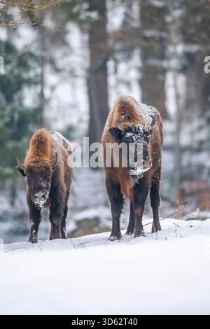 Europäischer Bison, Weissbier (Bison bonasus), zwei Weissbiere im Schnee, Deutschland, Bayern Stockfoto