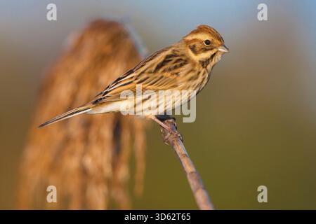 reed Bunting (Emberiza schoeniclus), Jungtier sitzt auf Schilf, Italien, Toskana Stockfoto