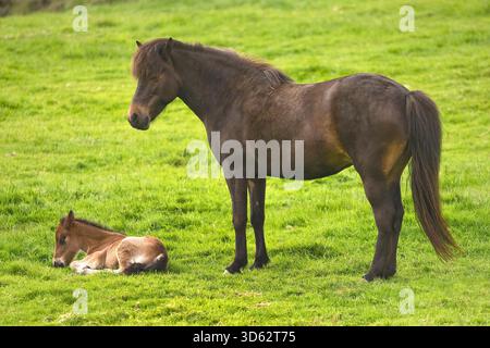 Islandpferd, Islandpferd, Islandpony (Equus przewalskii f. caballus), Stute mit liegendem Fohlen auf einer Weide, Island, West Island, Hoerdurdalur Stockfoto