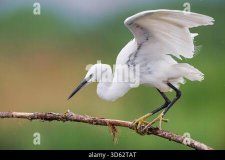 Kleiner Reiher (Egretta garzetta), Abflug von einer Zweigstelle, Italien, Toskana Stockfoto