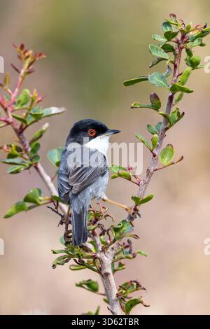 Sardinischer Gratler (Curruca melanocephala, Sylvia melanocephala), männlich sitzend auf einem Mastixbaum, Rückansicht, Zypern, Paphos Stockfoto