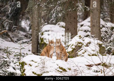 nordlynx (Lynx Lux Lux), zwei Luchse im Winterwald, Deutschland, Bayern Stockfoto