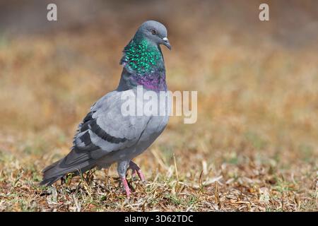 Wilde Steintaube, wilde Steintaube (Columba Livia), sitzt auf dem Boden und steht auf, Oman, Dhofar, Tawi Atayr, Taqah Stockfoto