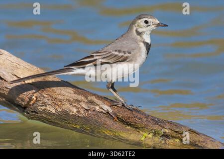 Maskierter Bachstelz, maskierter weißer Bachstelz (Motacilla personata, Motacilla alba personata), Jungtiere, die auf einem Ast am Wasser sitzen, Oman, Dhofar, Wadi da Stockfoto