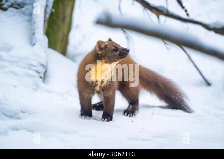 Europäischer Kiefernmarder (Martes martes), im Winter im Schnee stehend, Deutschland, Bayern, Nationalpark Bayerischer Wald Stockfoto