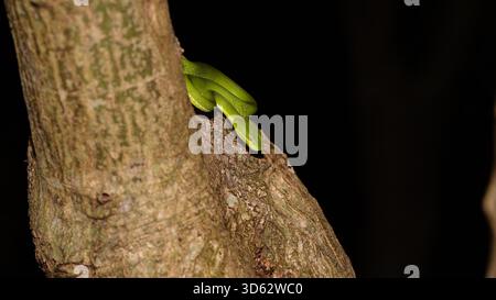 Taiwan Bambusviper (Trimeresurus stejnegeri) 赤尾青竹絲 in einer Verteidigungsposition auf Bäumen in natürlichem Lebensraum in Taiwan Stockfoto