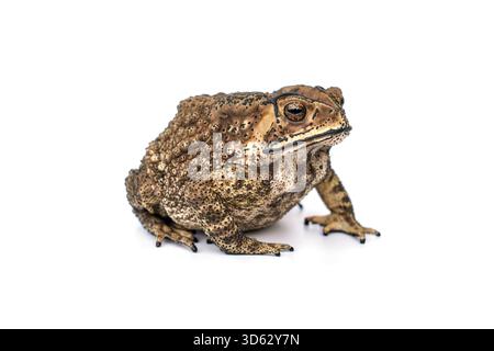 Bufo bufo Fat Asian Common Kröte oder Schwarzstachelkröte - Duttaphrynus melanostictus (Bufonidae) isoliert auf weißem Hintergrund. Stockfoto