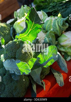 Das Licht am frühen Morgen beleuchtet gesunden frischen Brokkoli und Blumenkohl auf einem lokalen Markt. Stockfoto