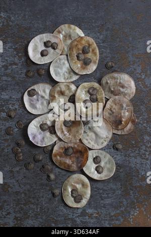 Ehrlichkeit. Samen, die aus den silbrigen scheibenförmigen Samenkapseln der blühenden Pflanze, Lunaria annua, gesammelt wurden. Stockfoto