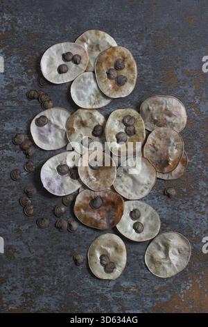 Getrocknete Honesty Blumensamen und Samen. Das Sammeln von Samen aus den silbrigen scheibenförmigen Samenkapseln der blühenden Pflanze Lunaria annua. Stockfoto